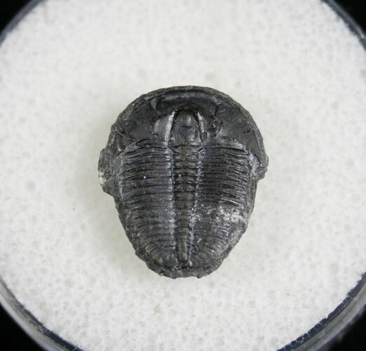 / Elrathia Trilobite Fossil - Utah #6705